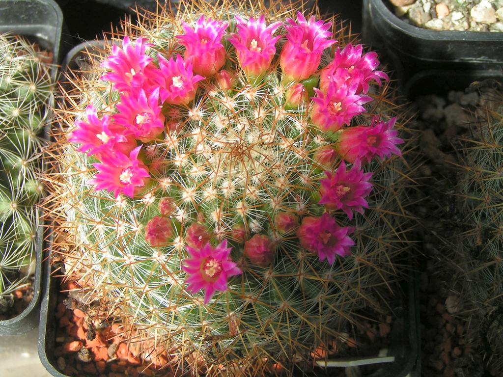 Mammillaria weisingerii